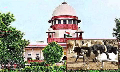 தெருநாய்கள் விவகாரம்: மூன்று நீதிபதிகள் கொண்ட பெஞ்ச் நாளை விசாரிக்கிறது..!