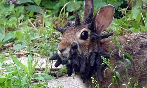 தலையில் கொம்புகளுடன் சுற்றித் திரியும் முயல்கள் - அமெரிக்காவில் வினோதம் - காரணம் என்ன?