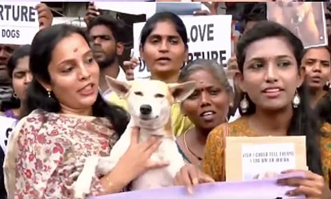 'நாய்க்கு சாப்பாடு கொடுங்க... இல்லனா வெறி பிடிக்கும்' - விலங்கு நல ஆர்வலர்