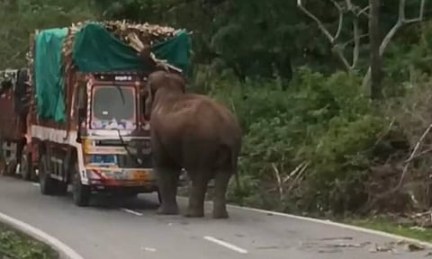 லாரியை வழிமறைத்து கரும்பை சுவைத்த யானை- வாகன ஓட்டிகள் அச்சம்