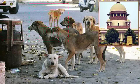 தெருநாய்கள் விவகாரம்: நாளை உத்தரவு பிறப்பிக்கிறது உச்சநீதிமன்றம்