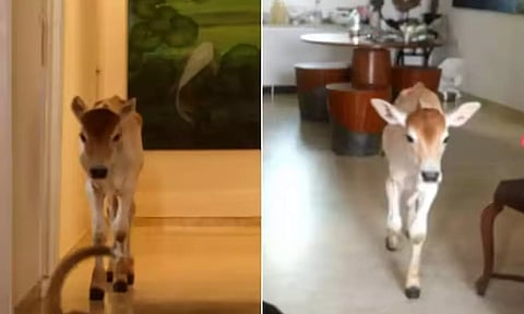 VIDEO: கன்றுக்குட்டிக்கு வாய்த்த அபார்ட்மெண்ட் வாழ்க்கை... சென்னையில் 28வது மாடியில் வசிக்கும் வாயில்லா ஜீவன்