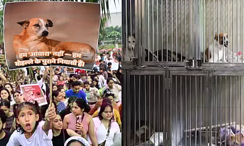 நாய் பிரியர்களுக்கு நற்செய்தி.. தெருநாய்களை காப்பகங்களில் அடைக்கும் உத்தரவுக்கு தடை விதித்த உச்சநீதிமன்றம்