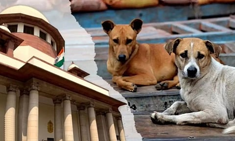 பொது இடங்களில் உணவளிக்க தடை.. தெருநாய்கள் குறித்த தீர்ப்பில் உச்சநீதிமன்றம் குறிப்பிட்ட அம்சங்கள்