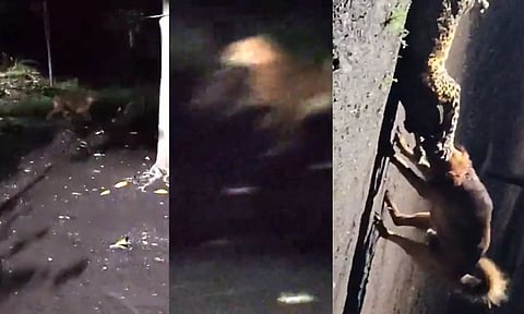 சிறுத்தையை கடித்து குதறி இழுத்துச் செல்லும் தெருநாய்: வீடியோ..!