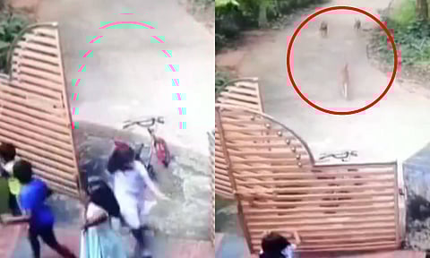 குழந்தைகளை வெறிகொண்டு துரத்திய தெரு நாய்கள் - அதிர்ச்சி சிசிடிவி வீடியோ