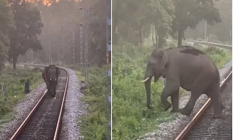 VIDEO: தண்டவாளத்தில் நடந்து வந்த யானை - திடீரென நிறுத்தப்பட்ட ரெயில்