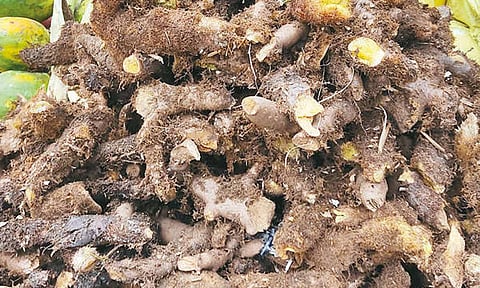 மருத்துவ குணம் கொண்ட முடவாட்டுக்கால் கிழங்கு