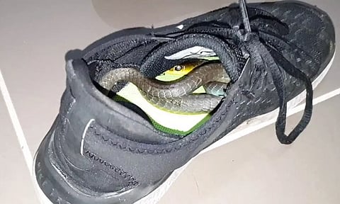 ஷூ அணிந்த போது பள்ளி மாணவனை கடித்த பாம்பு- தனியார் மருத்துவமனையில் சிகிச்சை