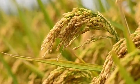 நெல்லுக்கான குறைந்தபட்ச ஆதார விலை உயர்வு- அரசாணை வெளியீடு