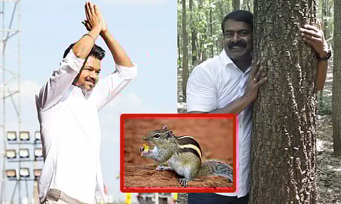 காட்டிற்குள் புலிகள் நுழைந்ததும் ஒரு 'அணில்' கூட கண்ணில் படவில்லை- விஜயை மீண்டும் சீண்டிய சீமான்