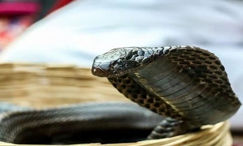 Crocs ஷூவுக்குள் ஒளிந்திருந்து கடித்த பாம்பு.. பெங்களூரு ஐடி ஊழியருக்கு ஏற்பட்ட பரிதாப மரணம்