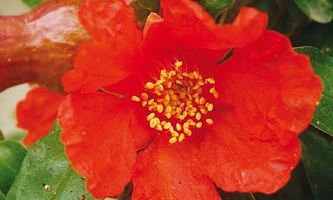 மாதுளம் பூவின் மகிமை