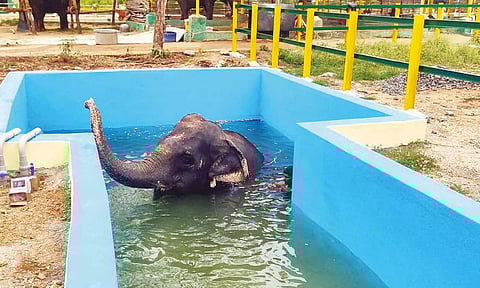 யானைகளின் கால் வலியை போக்க சிறப்பு குளம்- ஒரு மணி நேரம் நீராடி மகிழ்கின்றன