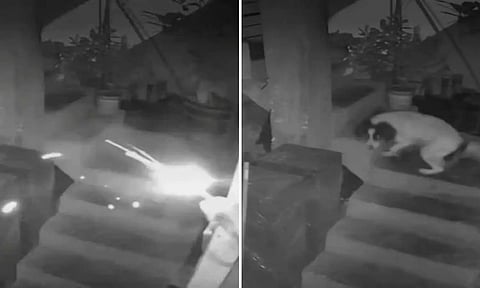 மர்மநபர் வீசிய வெடிபொருள்: வளர்ப்பு நாயின் செயலால் உயிர் தப்பிய குடும்பம் - வைரல் வீடியோ