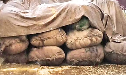 அம்பை சுற்று வட்டாரத்தில் கனமழை- நனைந்து வீணான நெல் மூட்டைகள்