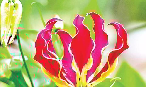 மருத்துவ குணங்கள் நிறைந்த செங்காந்தள் மலர்