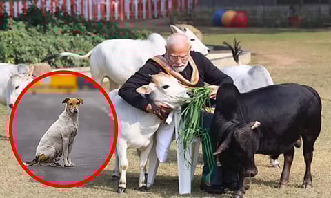 'தெருநாய்' விவகாரம்: விலங்கு நல ஆர்வலர்கள் 'பசு'வை ஒரு விலங்காக கருதுவதில்லை - பிரதமர் மோடி