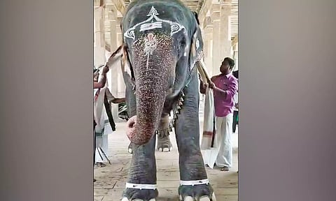 ஆதிகும்பேஸ்வரர் கோவில் யானைக்கு ரூ.2 லட்சத்தில் வெள்ளி கொலுசுகள்