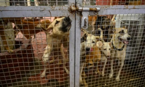 மனிதர்களை கடிக்கும் நாய்களுக்கு ஆயுள் தண்டனை - உ.பி அரசு அதிரடி முடிவு