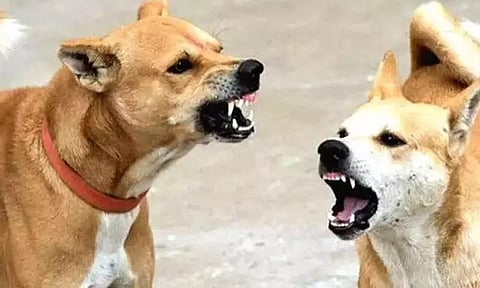 நாய் கடித்து 10-ம் வகுப்பு மாணவர் உயிரிழப்பு