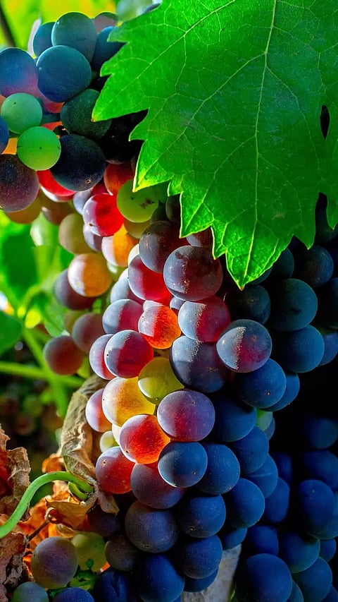 திராட்சை தோளில் இவ்வளவு நன்மைகளா