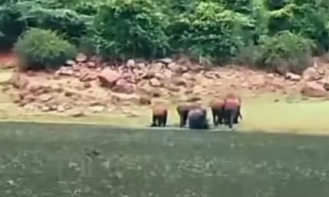 வரட்டுப்பள்ளம் அணை பகுதியில் குட்டிகளுடன் படையெடுக்கும் யானை கூட்டங்கள்- வனத்துறையினர் எச்சரிக்கை