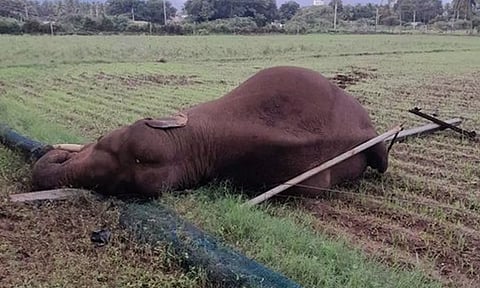 தொண்டாமுத்தூர் அருகே மின்சாரம் தாக்கி யானை உயிரிழப்பு