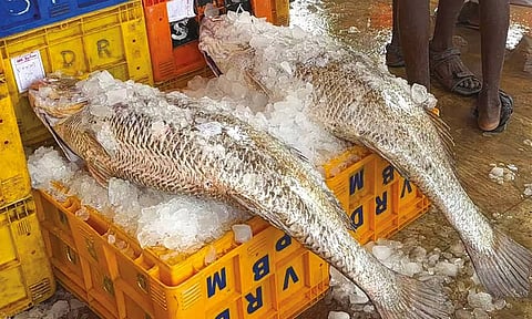 மீனவர்கள் வலையில் சிக்கிய மருத்துவ குணம் கொண்ட 2 மீன்கள்- ரூ.1½ லட்சத்துக்கு விற்பனை