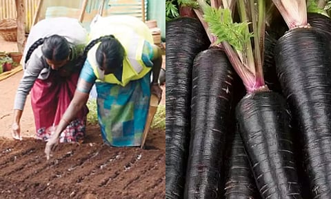 நீலகிரியில் அறிமுகமாகும் கருப்பு கேரட் - சிம்ஸ் பூங்காவில் சோதனை முறையில் சாகுபடி