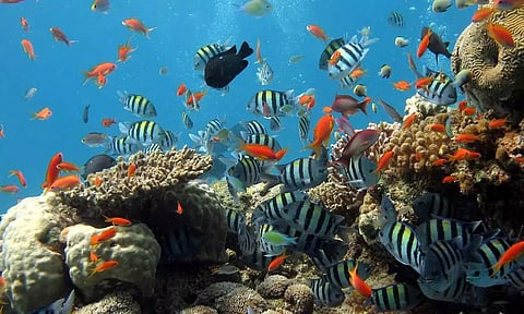 இன்று உலக மீன்வள தினம் - உயிரியல் ஆய்வில் அதிசயம் நிறைந்த மீன் இனங்கள்