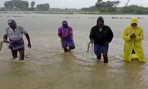 டெல்டா மாவட்டங்களில் கனமழை: 1000 ஏக்கர் பரப்பளவிலான நெற்பயிர்கள் நீரில் மூழ்கி சேதம்