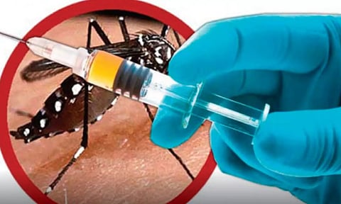 உலகிலேயே முதல் முறை.. ஒரு டோஸ் போதும் - புதிய டெங்கு தடுப்பூசி பிரேசிலில் அறிமுகம்