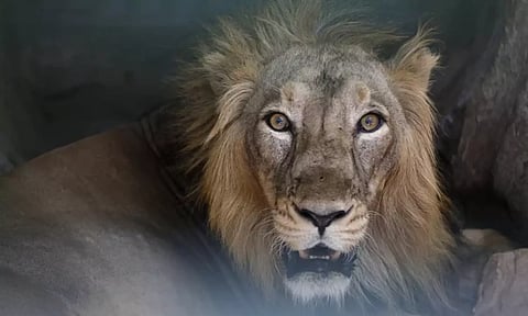 பிரேசிலில் பயங்கரம்..! கூண்டுக்குள் அத்துமீறி நுழைந்த வாலிபரை தட்டித்தூக்கிய சிங்கம்