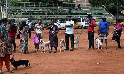 செல்லப்பிராணிகளுக்கு உரிமம் பெறுவதற்கான காலக்கெடு நீட்டிப்பு... சென்னை மாநகராட்சி அறிவிப்பு!
