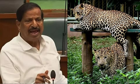 சிறுத்தைகள் மக்களை தாக்குவதை தடுக்க 'ஆடு'களை காடுகளில் விட வேண்டும் - மகா. அமைச்சர் தீர்மானம்