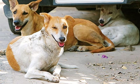 தெருநாய்களுக்கு 'மைக்ரோ சிப்' பொருத்தும் டெண்டருக்கு இடைக்கால தடை