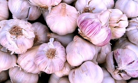 நீலகிரி பூண்டு விலை வீழ்ச்சி - விவசாயிகள் வேதனை