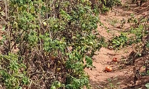 தொண்டாமுத்தூர் பகுதியில் தக்காளி சாகுபடி வீழ்ச்சி- விவசாயிகள் கவலை