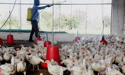 கேரளாவில் வேகமாக பரவும் பறவை காய்ச்சல்- 2 மாவட்டங்களில் கோழி இறைச்சி, முட்டை விற்பனைக்கு தடை