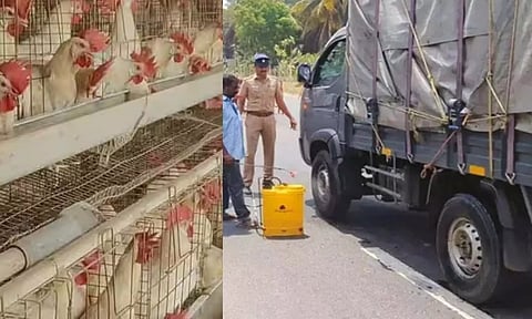 கேரளா பறவைக் காய்ச்சல் எதிரொலி- தமிழ்நாட்டில் தீவிர கண்காணிப்பு