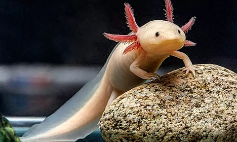 ஆக்சோலோட்ல் (Axolotl)- மருத்துவ உலகின் அதிசயம்