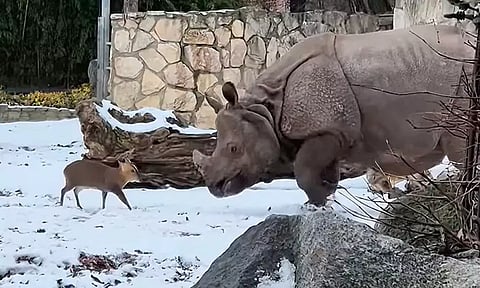 VIDEO: எனக்கு பயம் கிடையாது... காண்டாமிருகத்தை எதிர்த்து துணிச்சலாக சண்டையிட்ட மான் குட்டி!