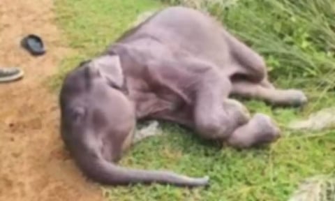 நாட்டு வெடிகுண்டை விழுங்கிய யானைக் குட்டி பரிதாப பலி.. சத்தியமங்கலம் புலிகள் காப்பகத்தில் சோகம்