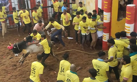 பெரியசூரியூர் புதிய மைதானத்தில் ஜல்லிக்கட்டு- சீறிப்பாய்ந்த காளைகளை அடக்க வரிந்து கட்டிய மாடுபிடி வீரர்கள்