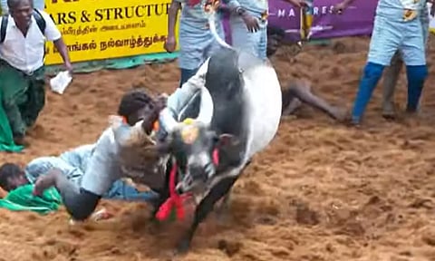 அலங்காநல்லூர் ஜல்லிக்கட்டில் விறுவிறுப்பு- 48 பேரை பதம் பார்த்த காளைகள்!