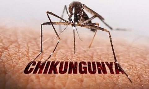 தமிழகத்தின் பல மாவட்டங்களில் சிக்குன் குனியா பாதிப்பு அதிகரிப்பு- பொது சுகாதாரத்துறை எச்சரிக்கை