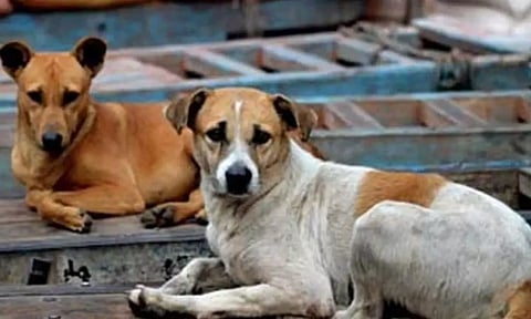 தெலுங்கானாவில் ஒரே மாதத்தில் 900 தெருநாய்கள் கொன்று புதைப்பு - அதிரவைக்கும் காரணம்