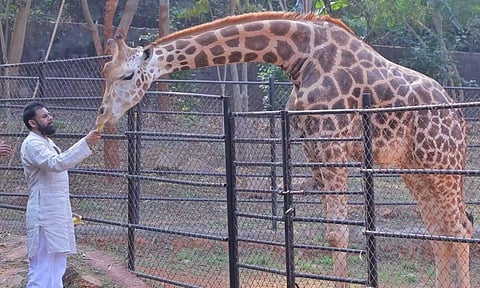 தனது தாயார் பிறந்தநாளில் 2 ஒட்டக சிவிங்கிகளை தத்தெடுத்த பவன் கல்யாண்