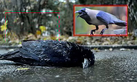 கொத்து கொத்தாக இறந்துபோகும் காகங்கள்... கையால் தொடாதீர்கள் என மக்களுக்கு எச்சரிக்கை